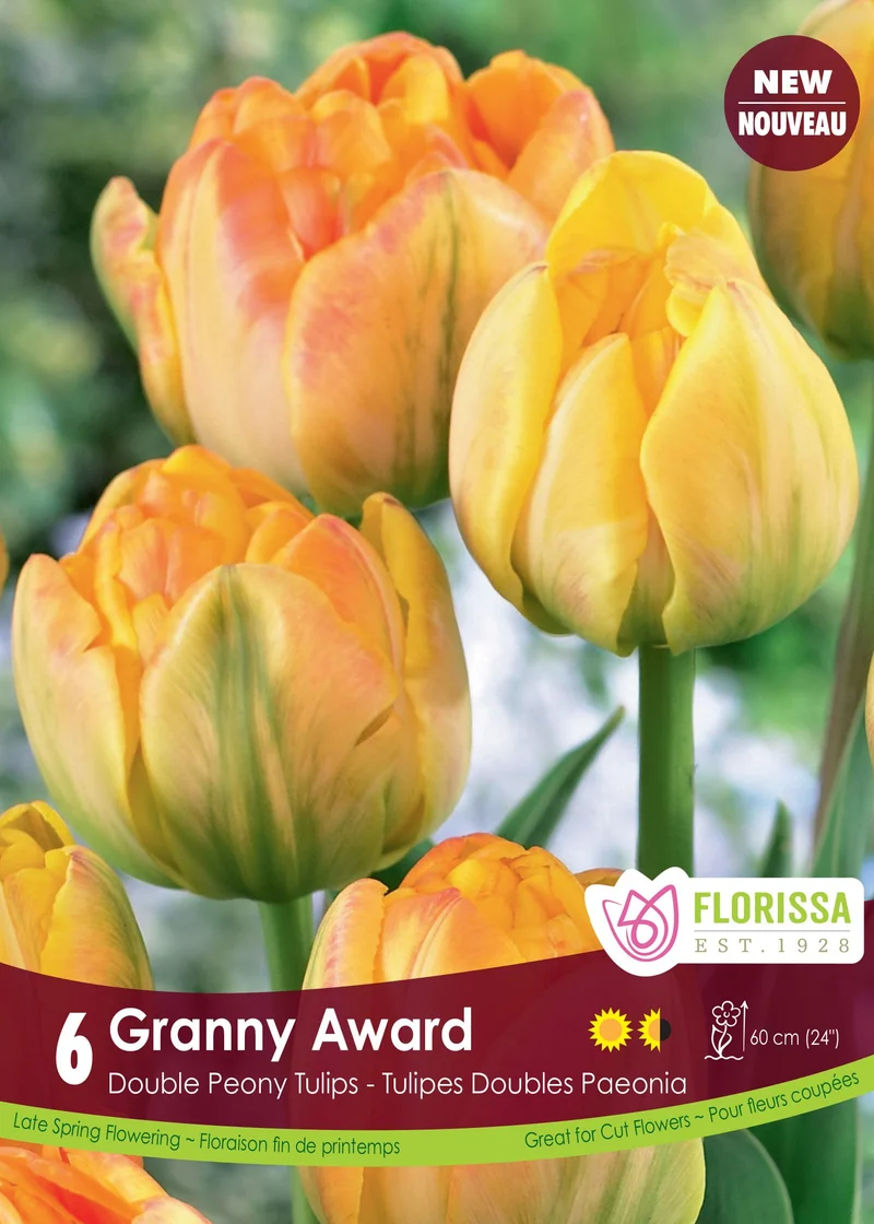 Tulipe Granny Award ( Tulipa )