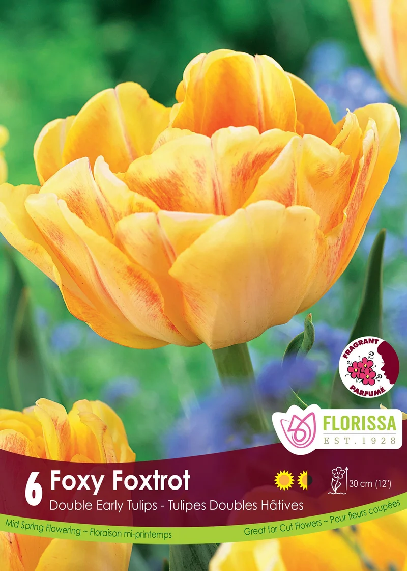 Tulipe Foxy Foxtrot ( Tulipa )