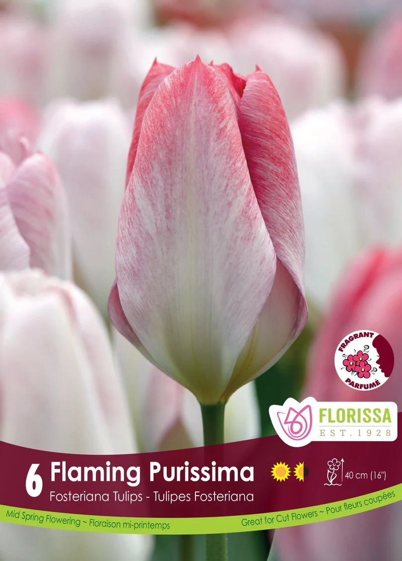 Tulipe Flaming Purissima ( Tulipa )