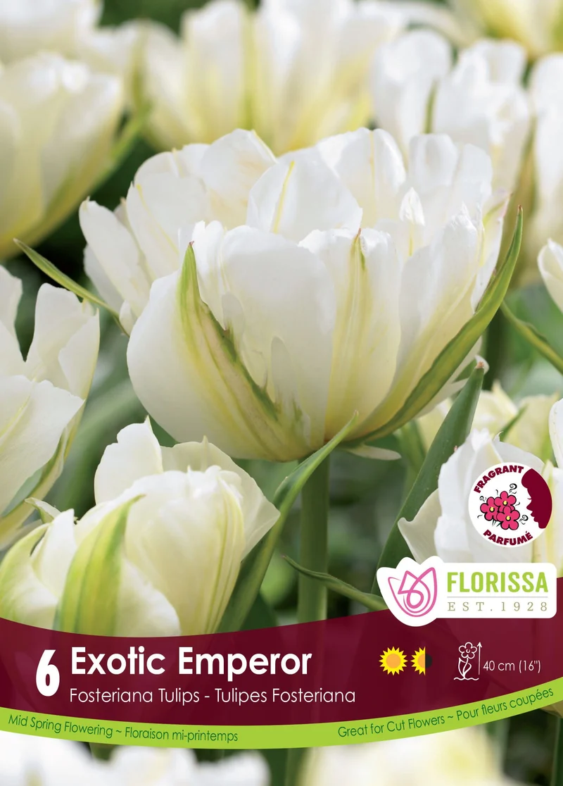 Tulipe Exotic Emperor ( Tulipa )
