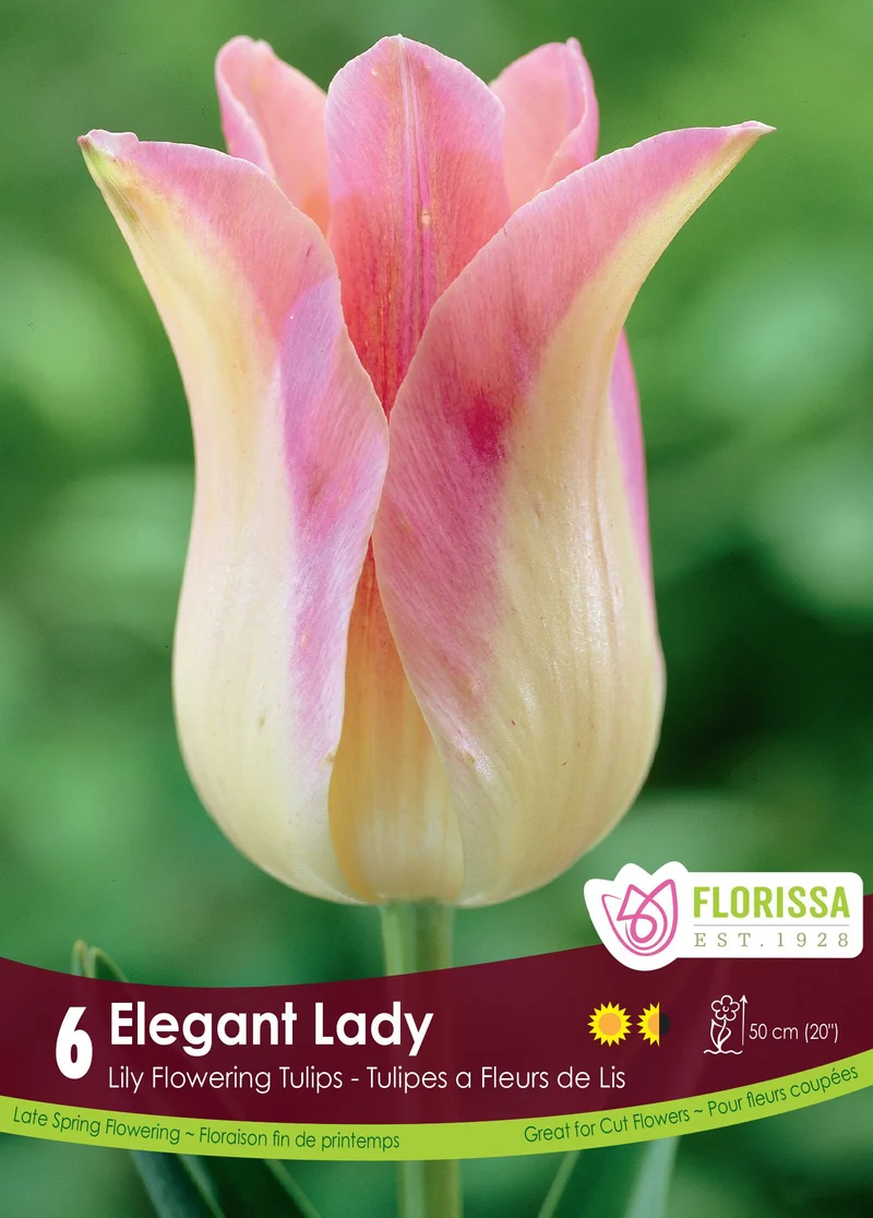 Tulipe Elegant Lady ( Tulipa )