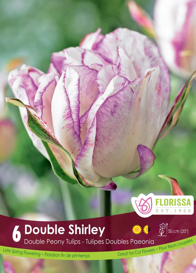 Tulipe Double Shirley ( Tulipa )