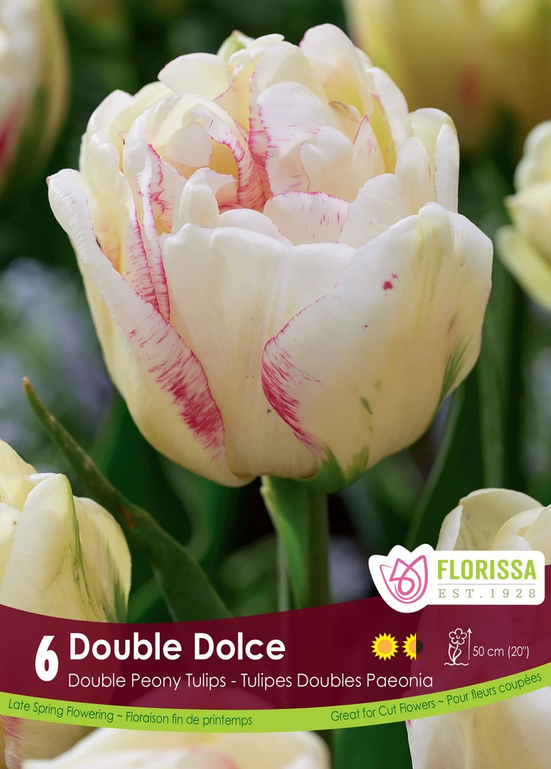 Tulipe Double Dolce ( Tulipa )