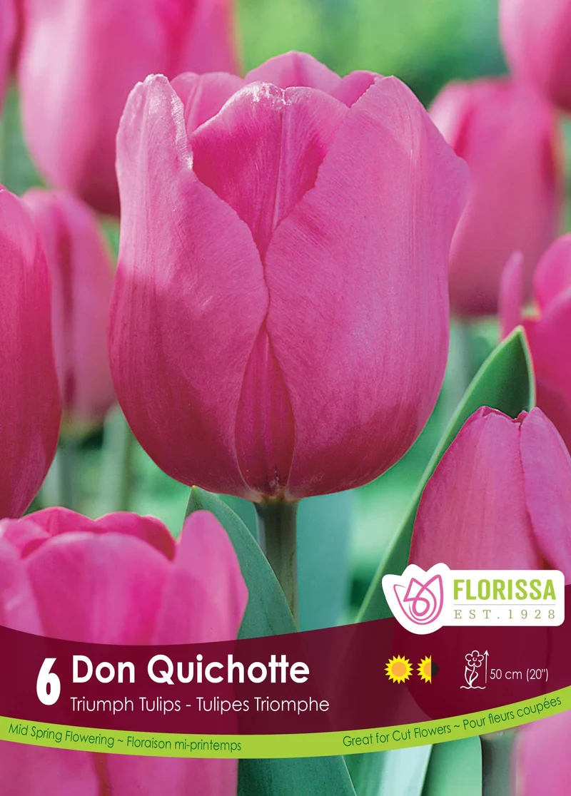 Tulipe Don Quichotte ( Tulipa )