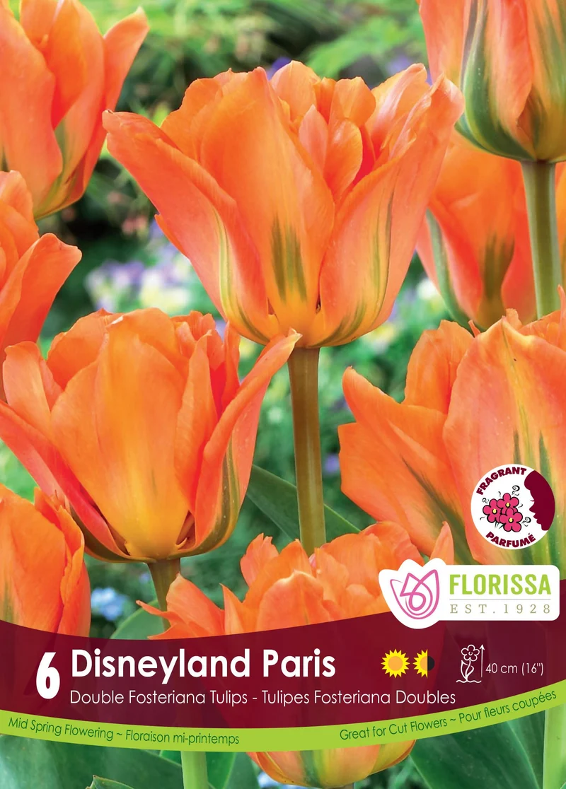 Tulipe Disneyland Paris ( Tulipa )