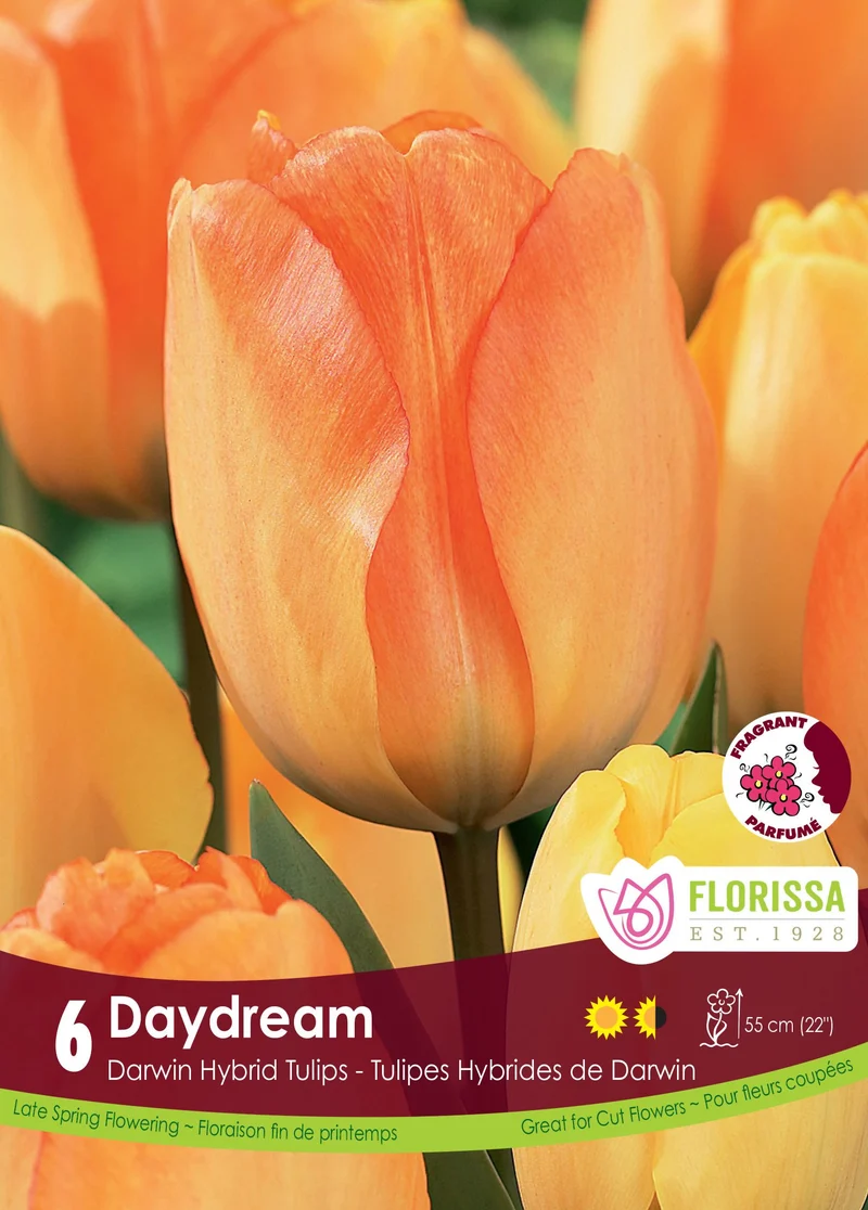 Tulipe Daydream ( Tulipa )