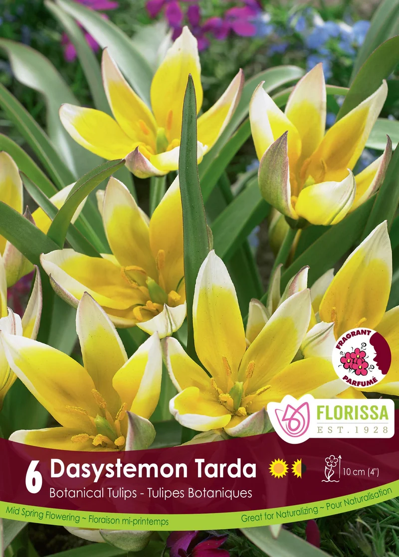 Tulipe Dasystemon Tarda ( Tulipa )
