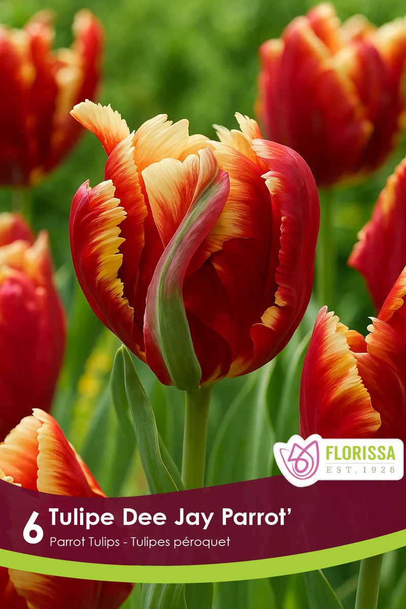 Tulipe Dee Jay Parrot ( Tulipa )