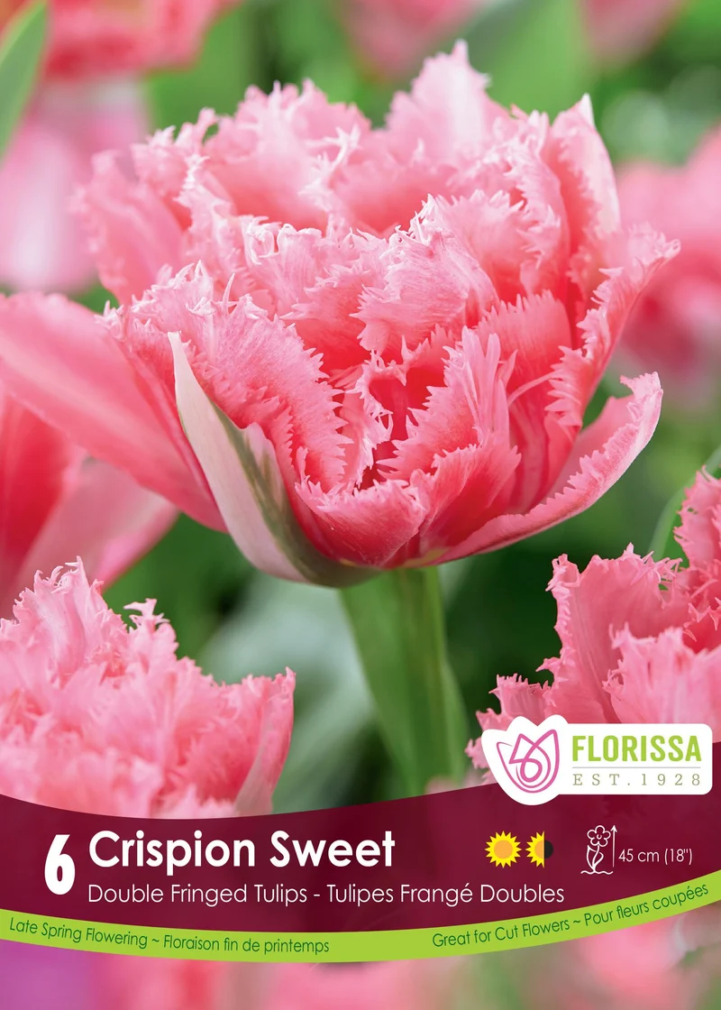 Tulipe Crispion Sweet ( Tulipa )