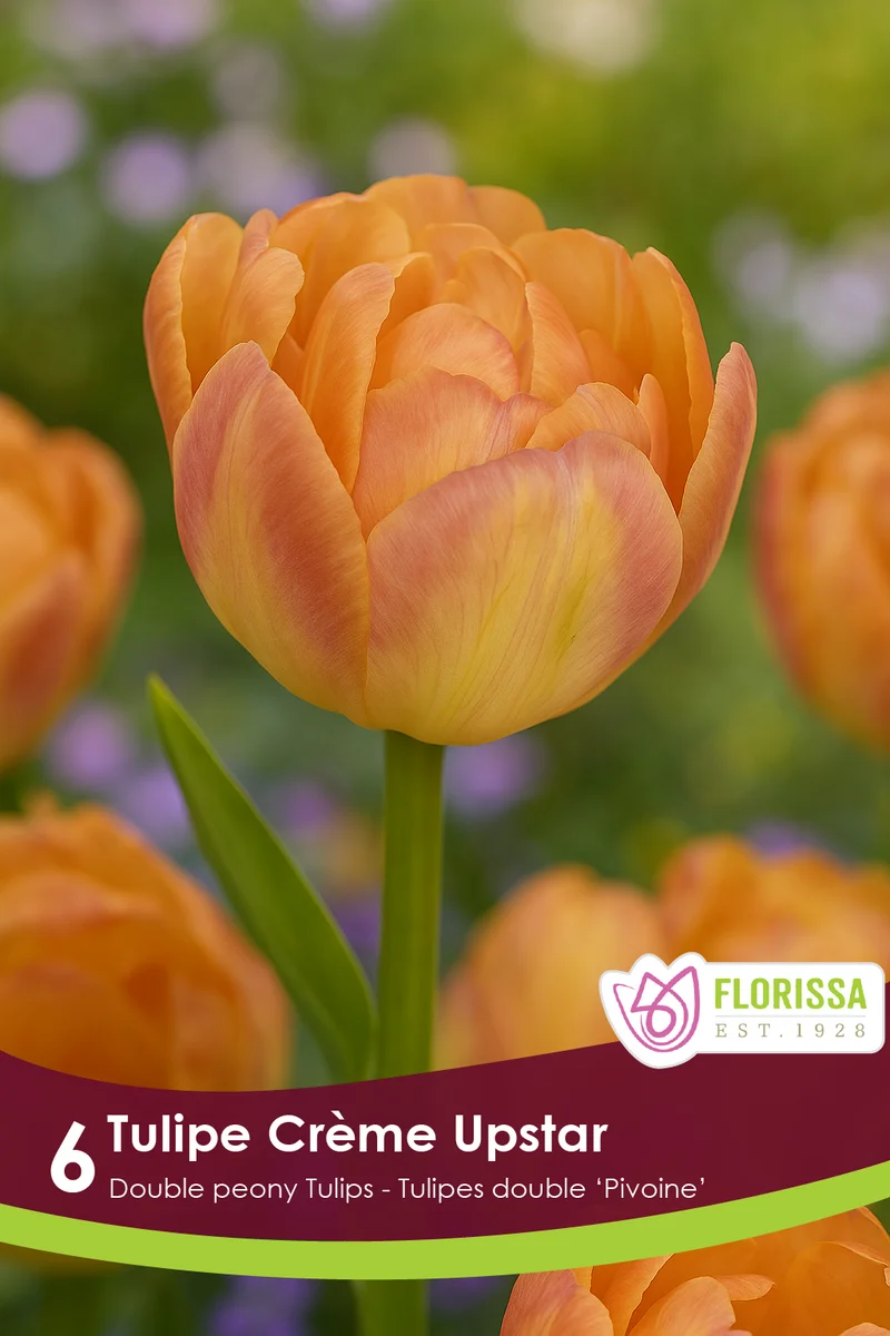 Tulipe Crème Upstar ( Tulipa )