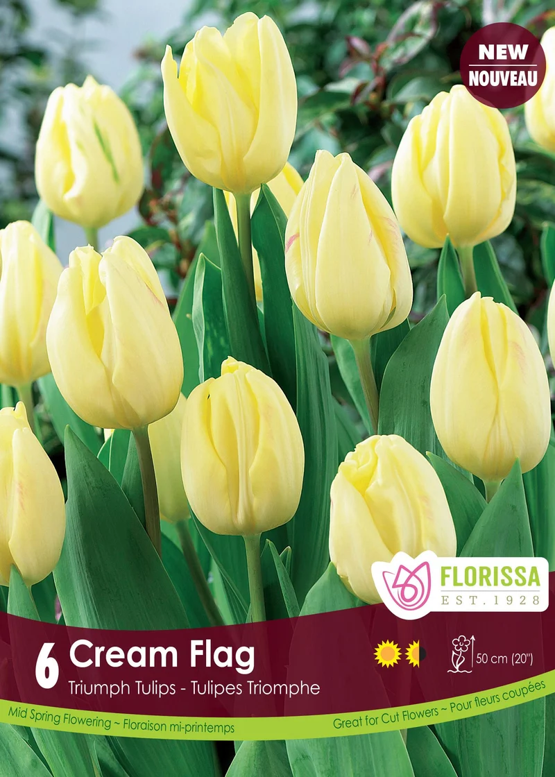 Tulipe Cream Flag ( Tulipa )