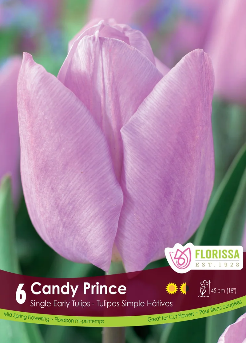 Tulipe Candy Prince ( Tulipa )