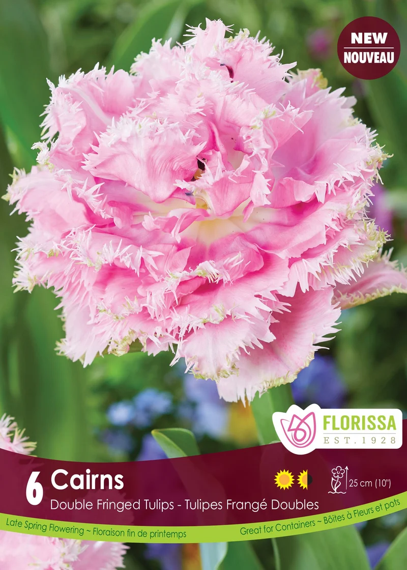 Tulipe Cairns ( Tulipa )