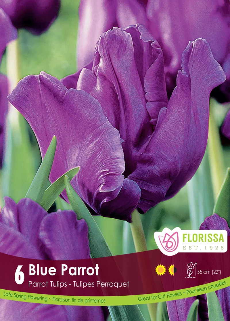 Tulipe Blue Parrot ( Tulipa )