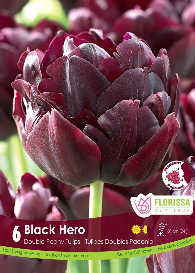 Tulipe Black Hero ( Tulipa )