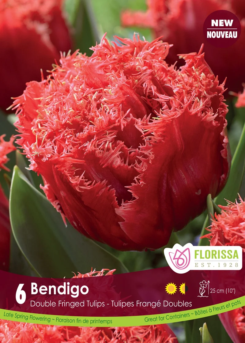 Tulipe Bendigo ( Tulipa )