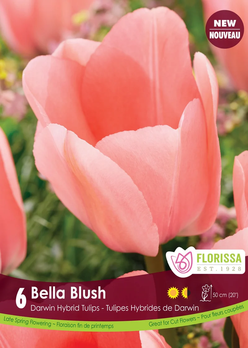 Tulipe Bella Blush ( Tulipa )