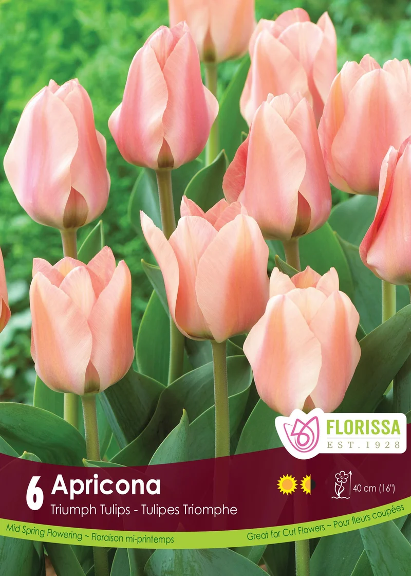 Tulipe Apricona ( Tulipa )