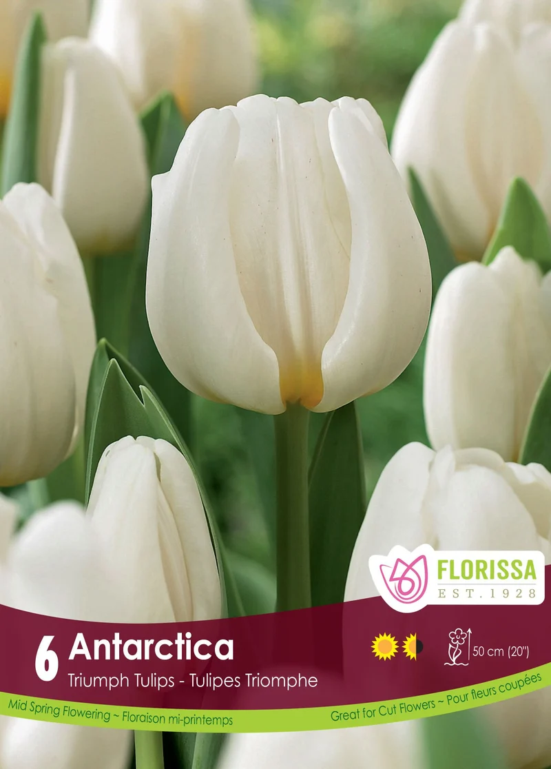 Tulipe Antarctica ( Tulipa )