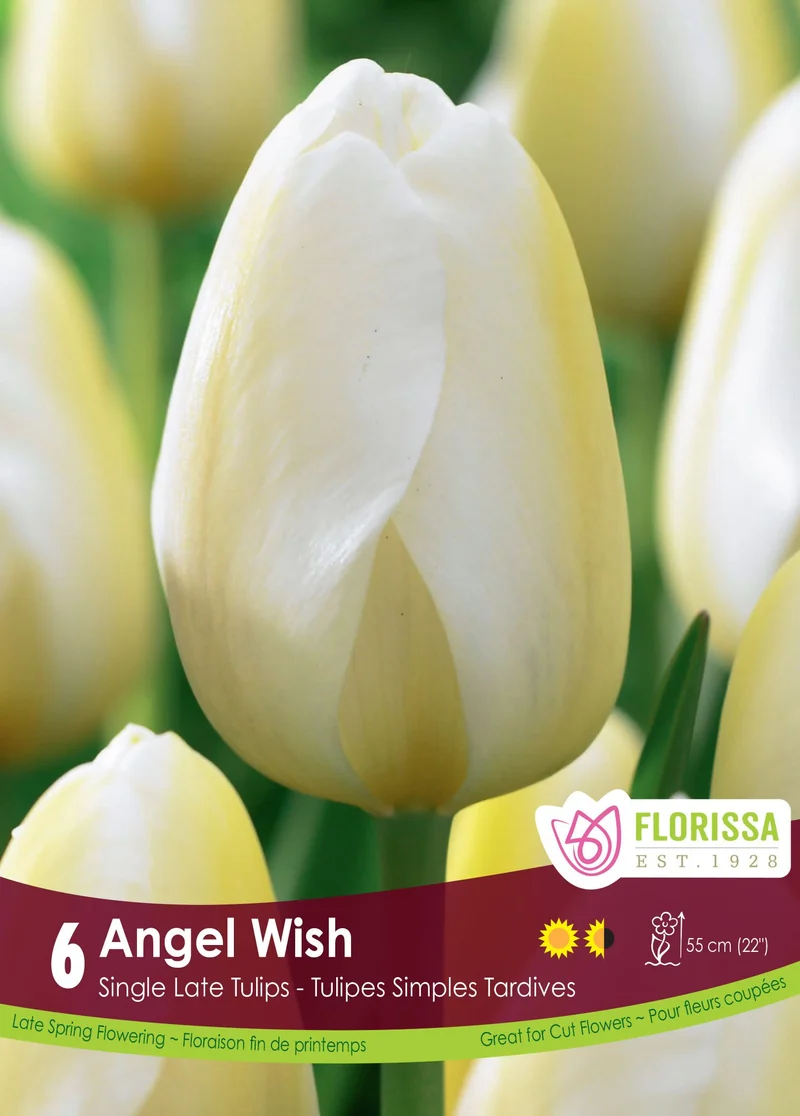 Tulipe Angels Wish ( Tulipa )