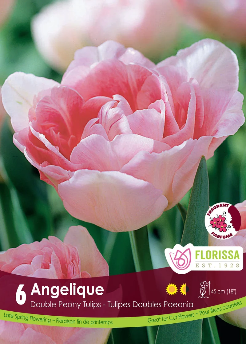 Tulipe Angelique ( Tulipa )