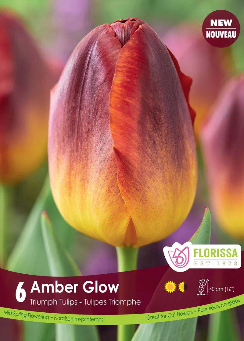 Tulipe Amber Glow ( Tulipa )