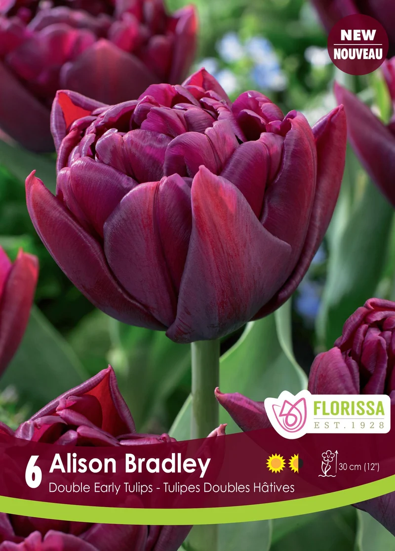Tulipe Alison Bradley ( Tulipa )