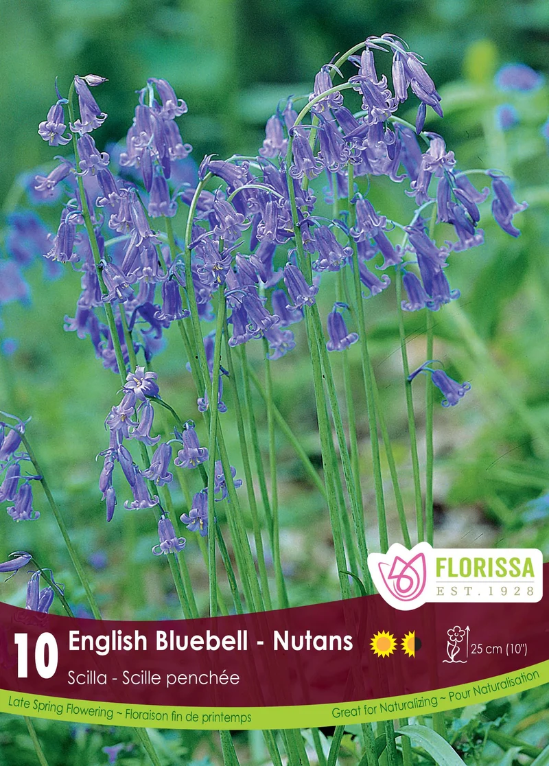 Jacinthe des bois ( Hyacinthoides non-scripta)