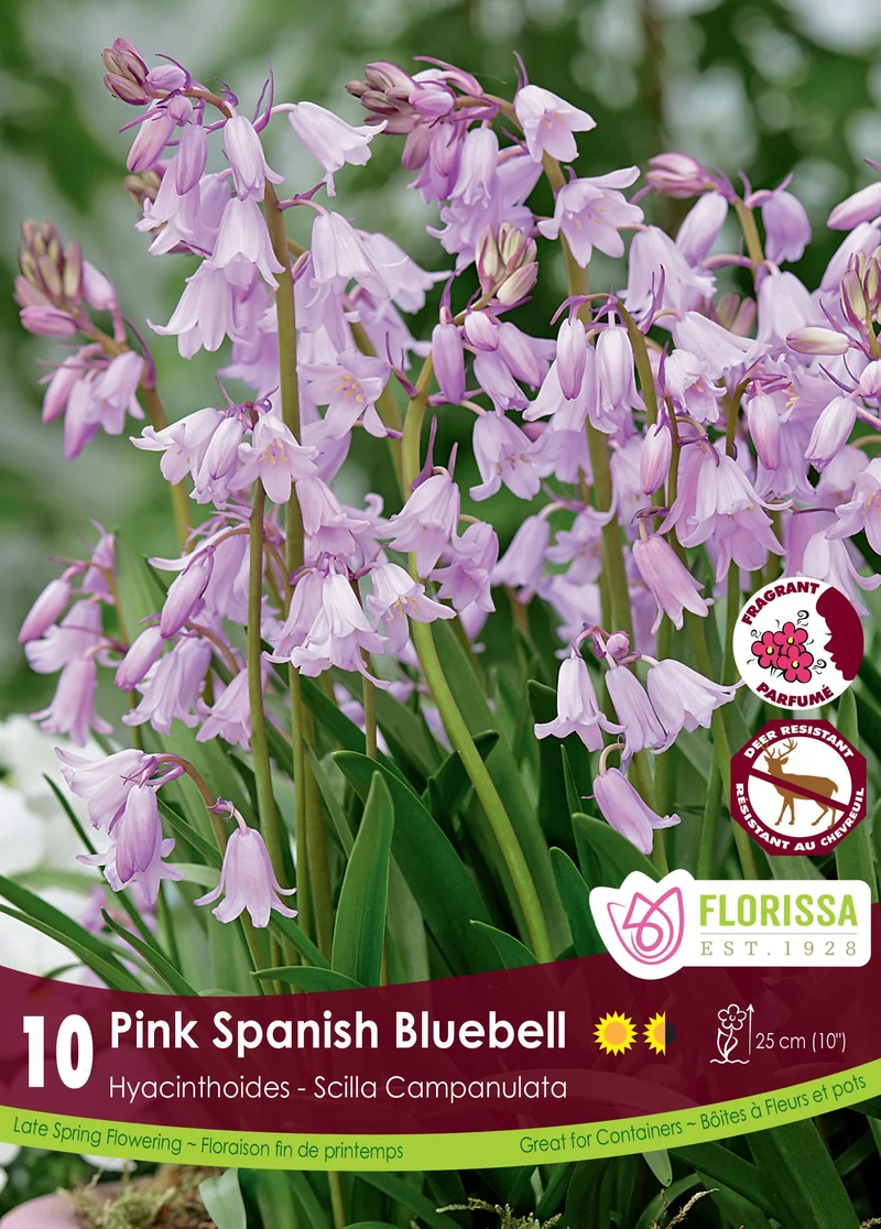 Jacinthe d’Espagne rose ( Hyacinthoides hispanica)