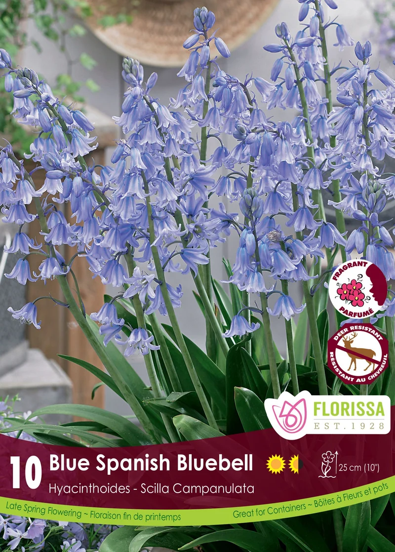 Jacinthe d’Espagne bleue ( Hyacinthoides hispanica)