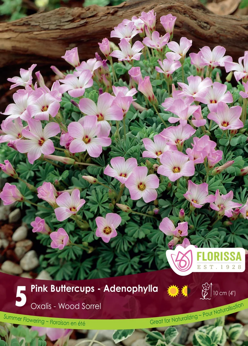 Oxalide du Chili ( Oxalis adenophylla )