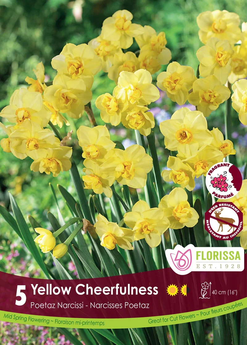Narcisse ‘Yellow Cheerfulness’ ( Narcissus )