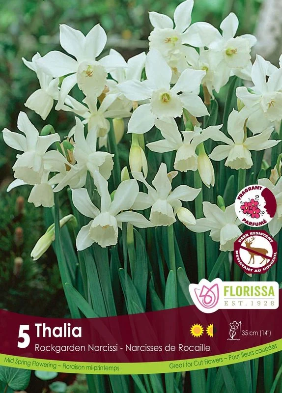 Narcisse ‘Thalia’ ( Narcissus )