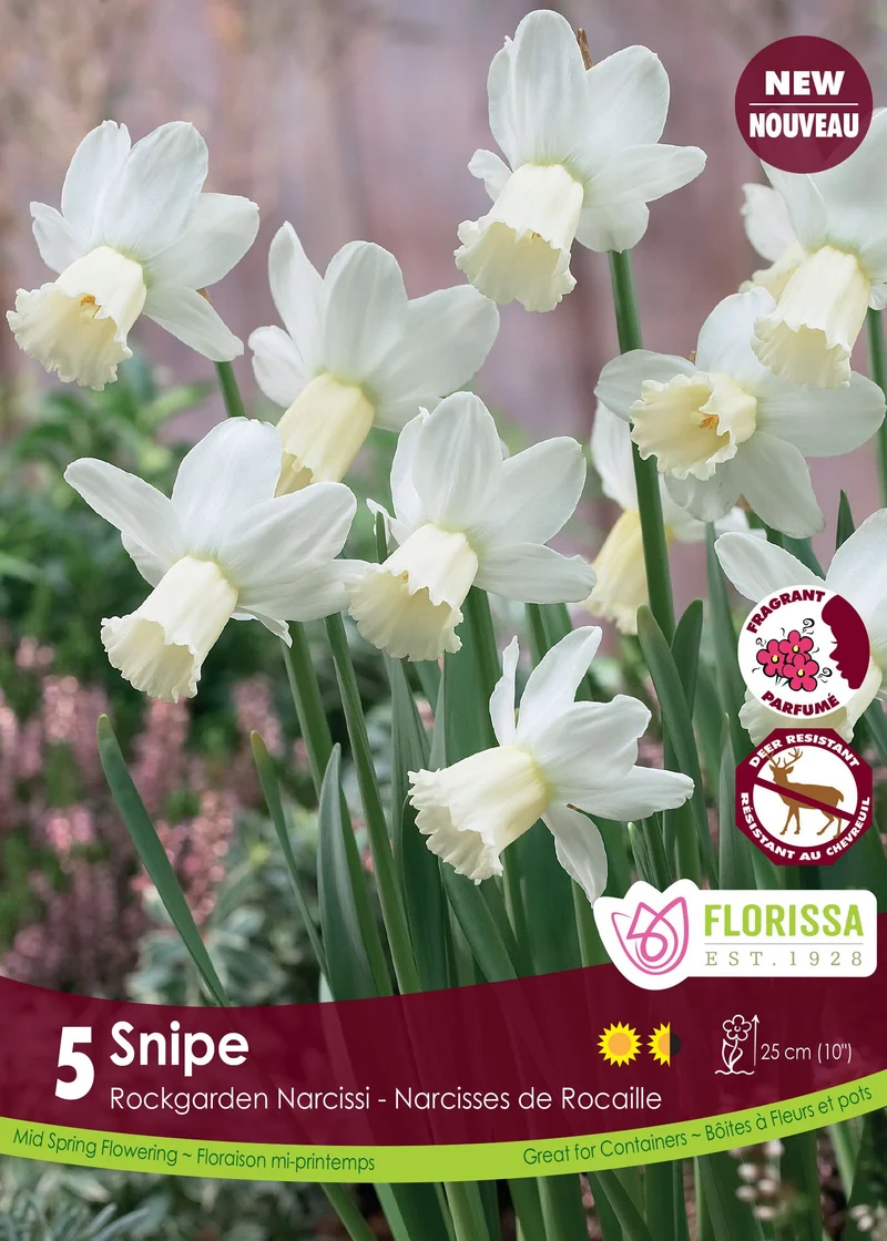 Narcisse ‘Snipe’ ( Narcissus )