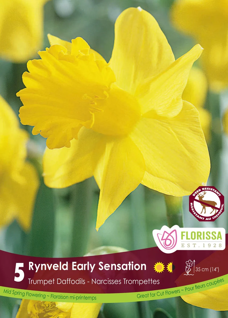 Narcisse ‘Rijnveld’s Early Sensation’ ( Narcissus )