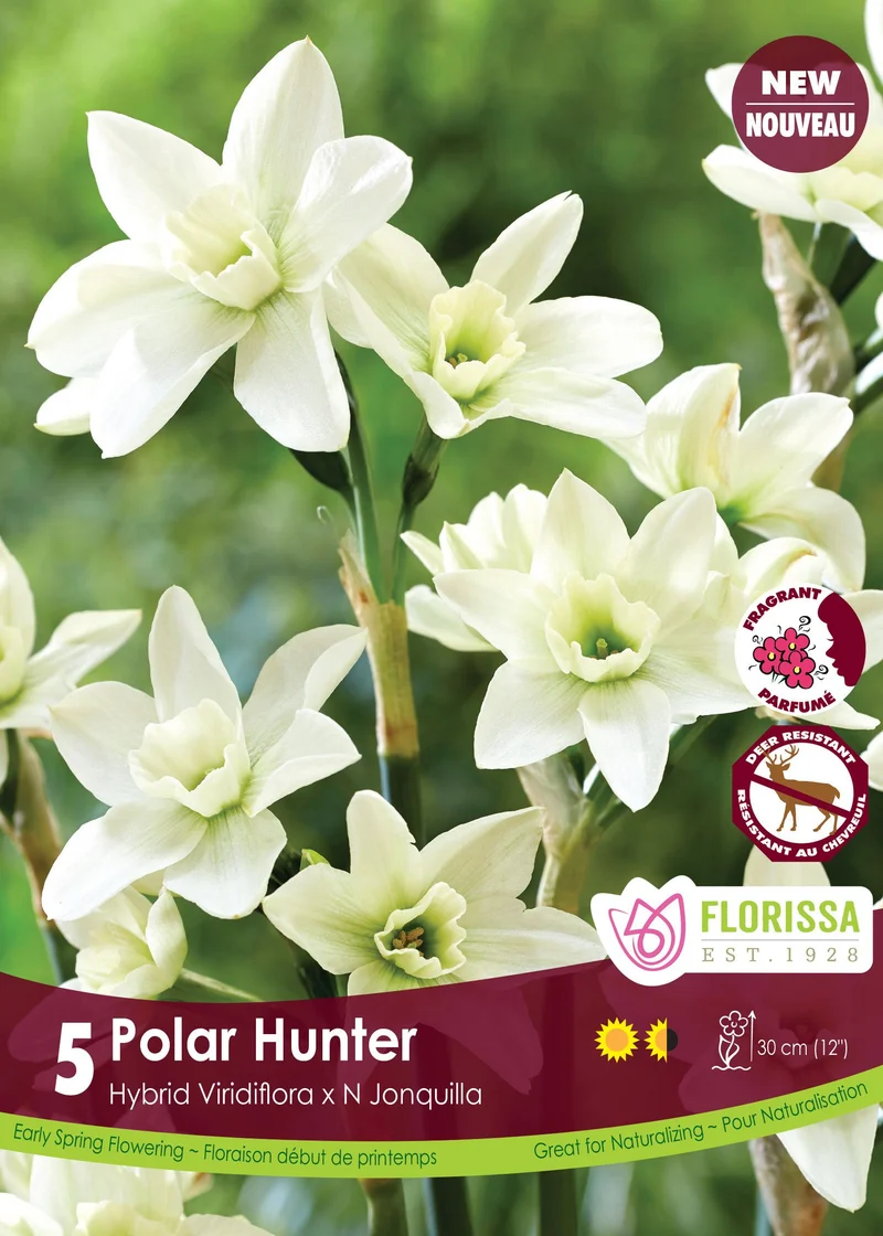 Narcisse ‘Polar Hunter’ ( Narcissus )