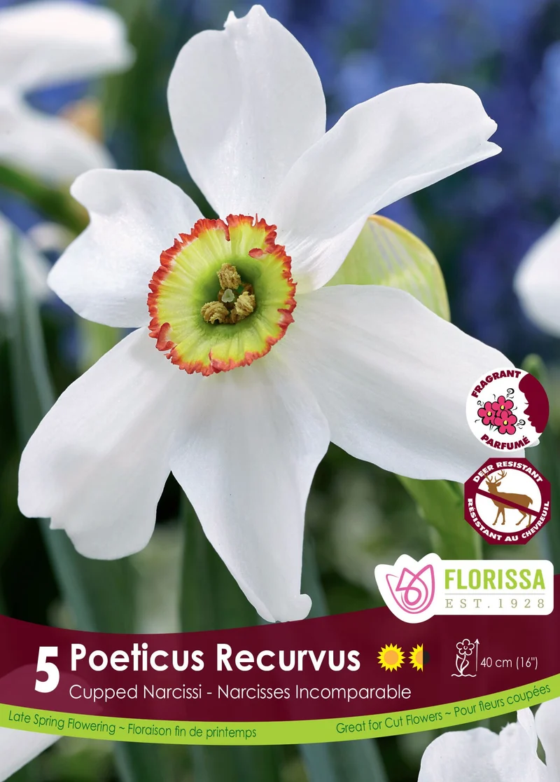 Narcisse des poètes ‘Recurvus’ ( Narcissus poeticus )