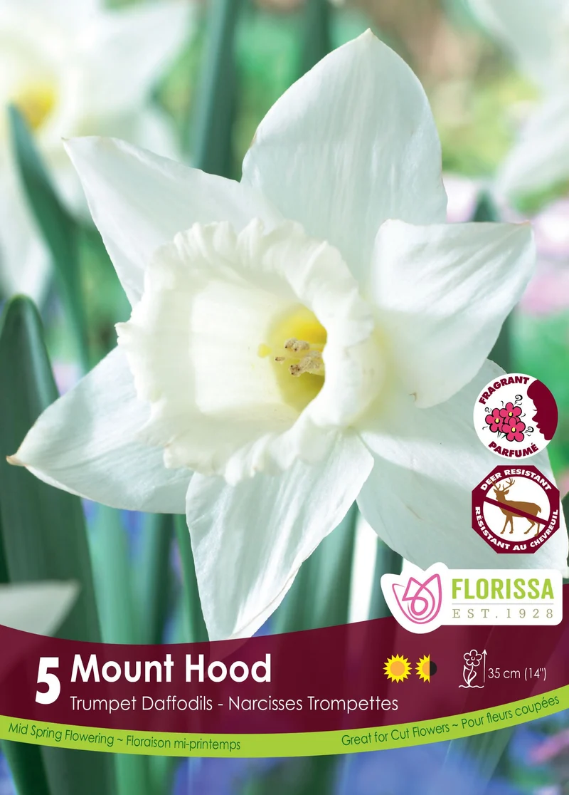 Narcisse ‘Mount Hood’ ( Narcissus )