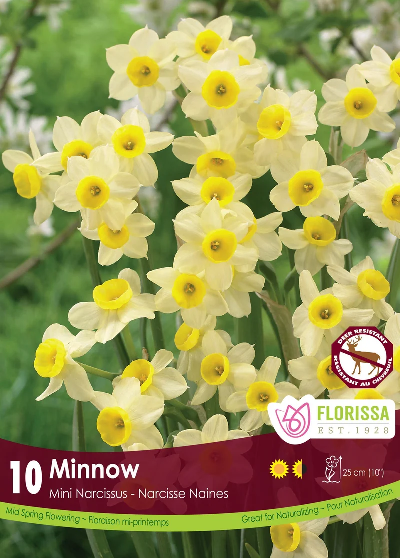 Narcisse ‘Minnow’ ( Narcissus )