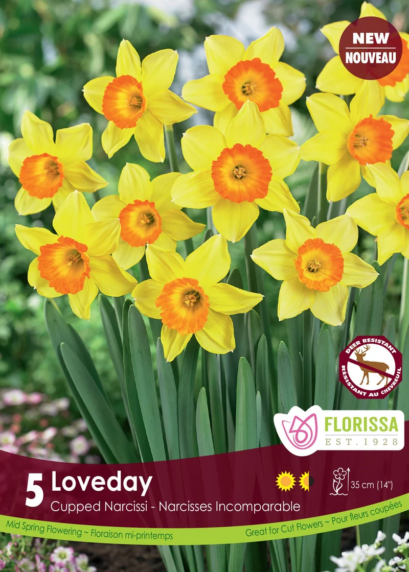 Narcisse ‘Loveday’ ( Narcissus )