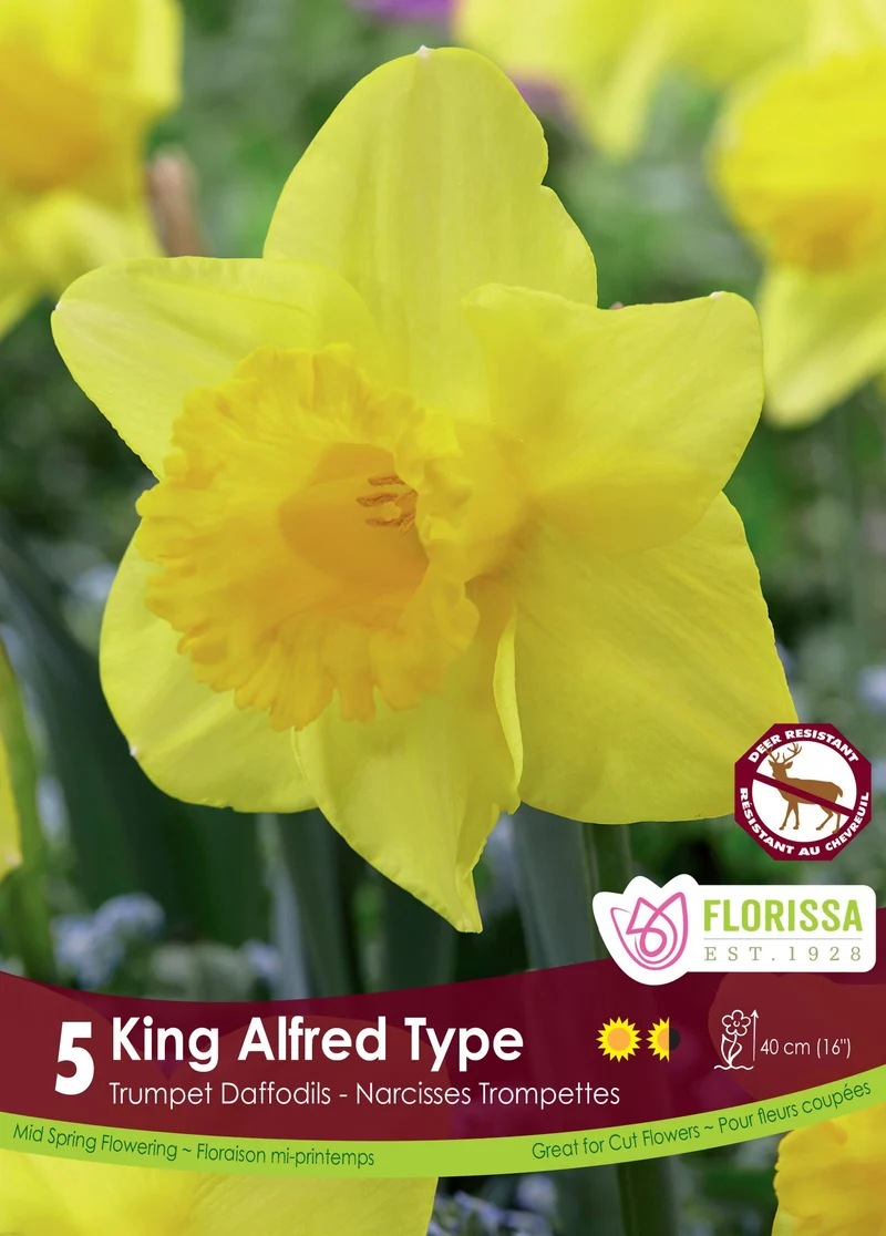 Narcisse ‘King Alfred Type’ ( Narcissus )