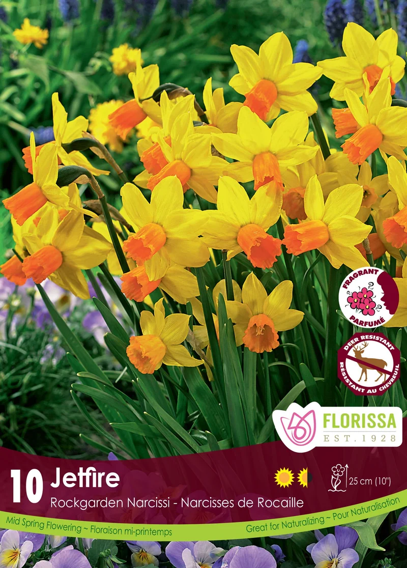 Narcisse ‘Jetfire’ ( Narcissus )