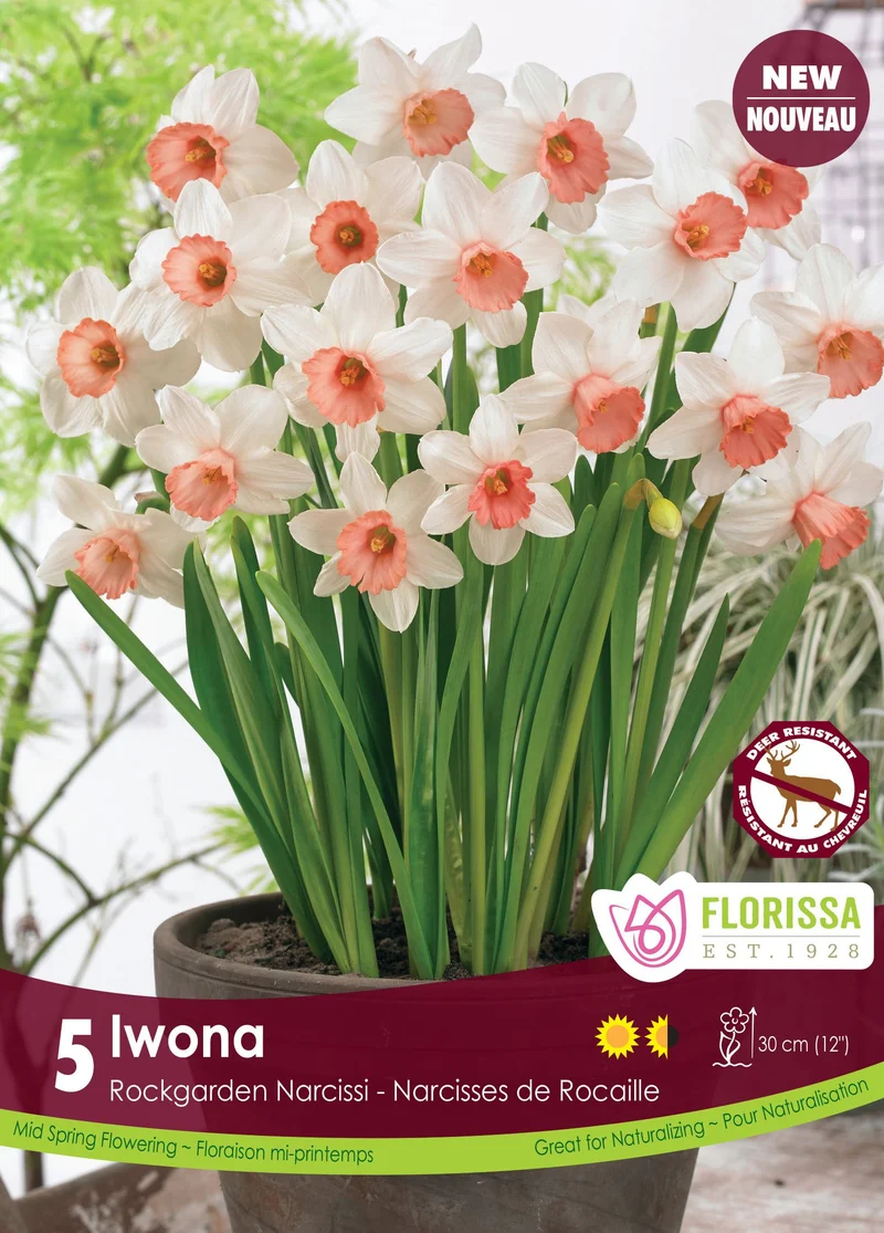 Narcisse ‘Iwona’ ( Narcissus )