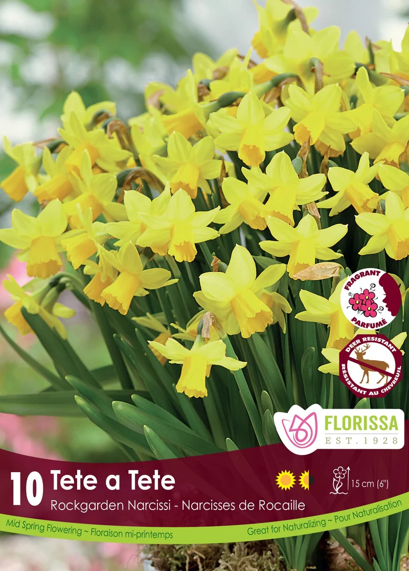Narcisse ‘Tête-à-Tête’ ( Narcissus )