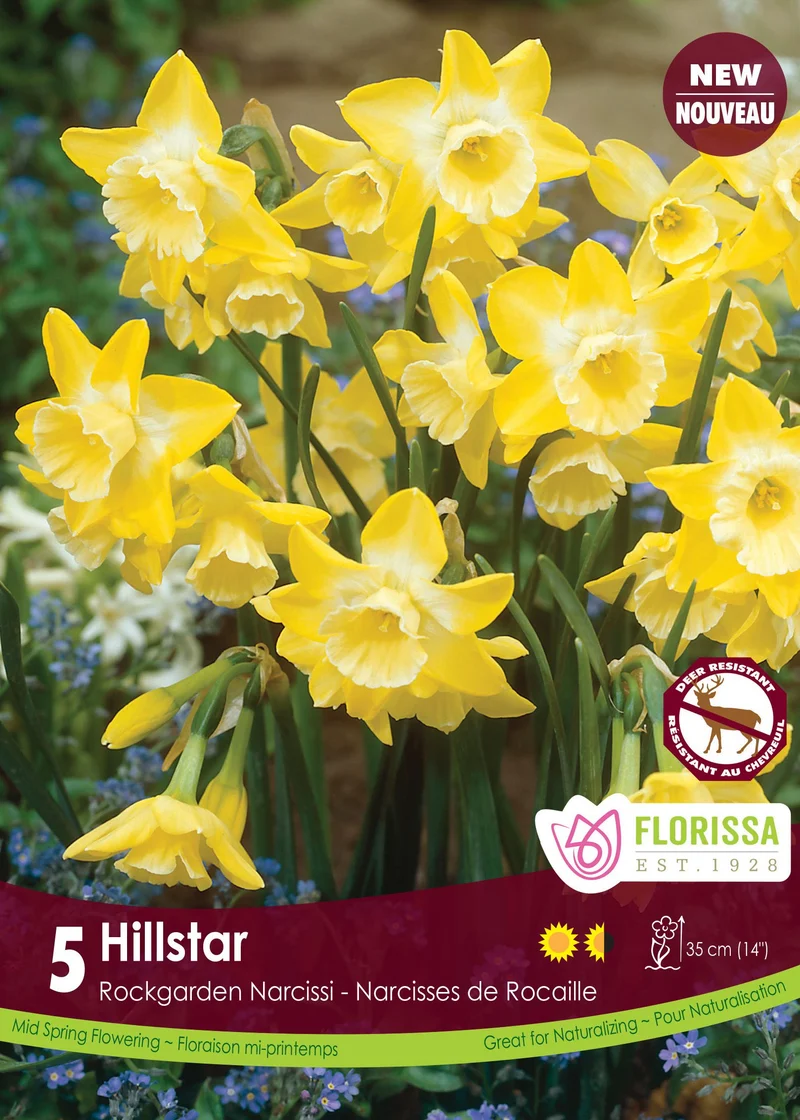 Narcisse ‘Hillstar’ ( Narcissus )