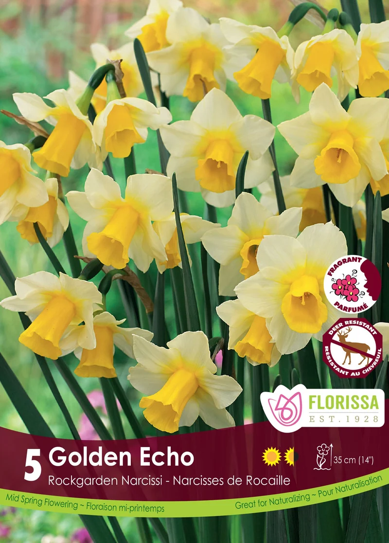 Narcisse ‘Golden Echo’ ( Narcissus )