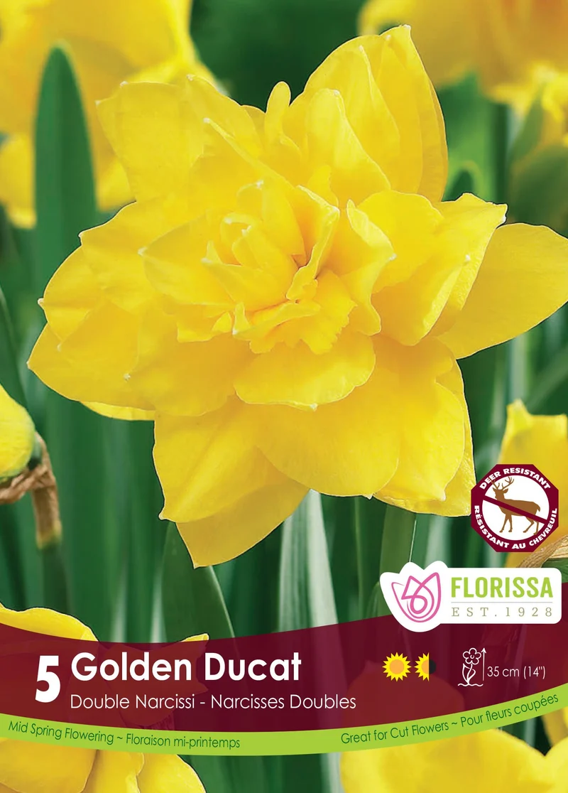 Narcisse ‘Golden Ducat’ ( Narcissus )
