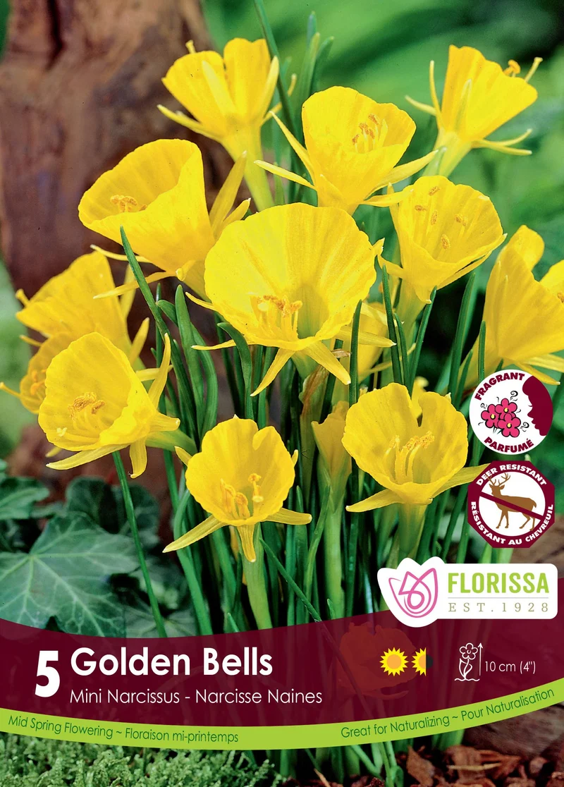 Narcisse ‘Golden Bells’ ( Narcissus bulbocodium )