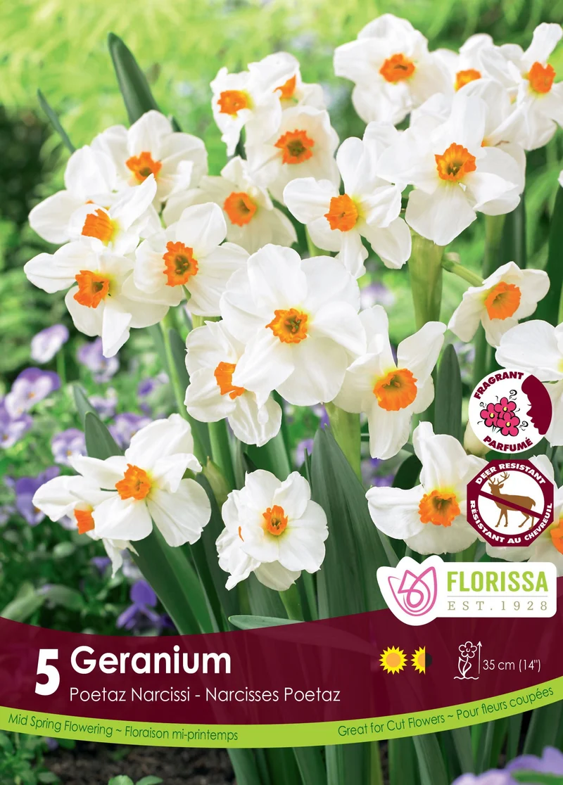 Narcisse ‘Geranium’ ( Narcissus tazetta )