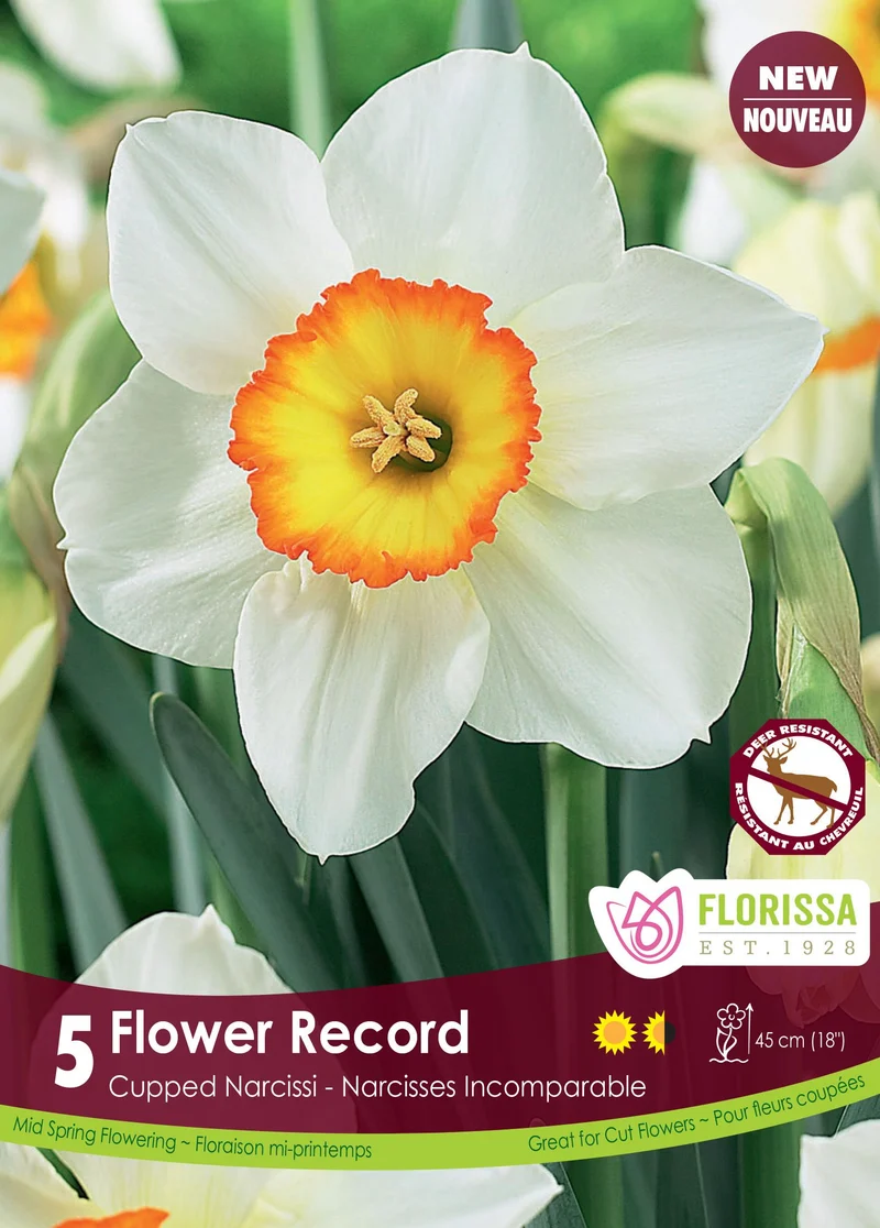 Narcisse Flower Record ( Narcissus )